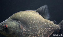 飞鱼视频,探索科技与娱乐的完美融合